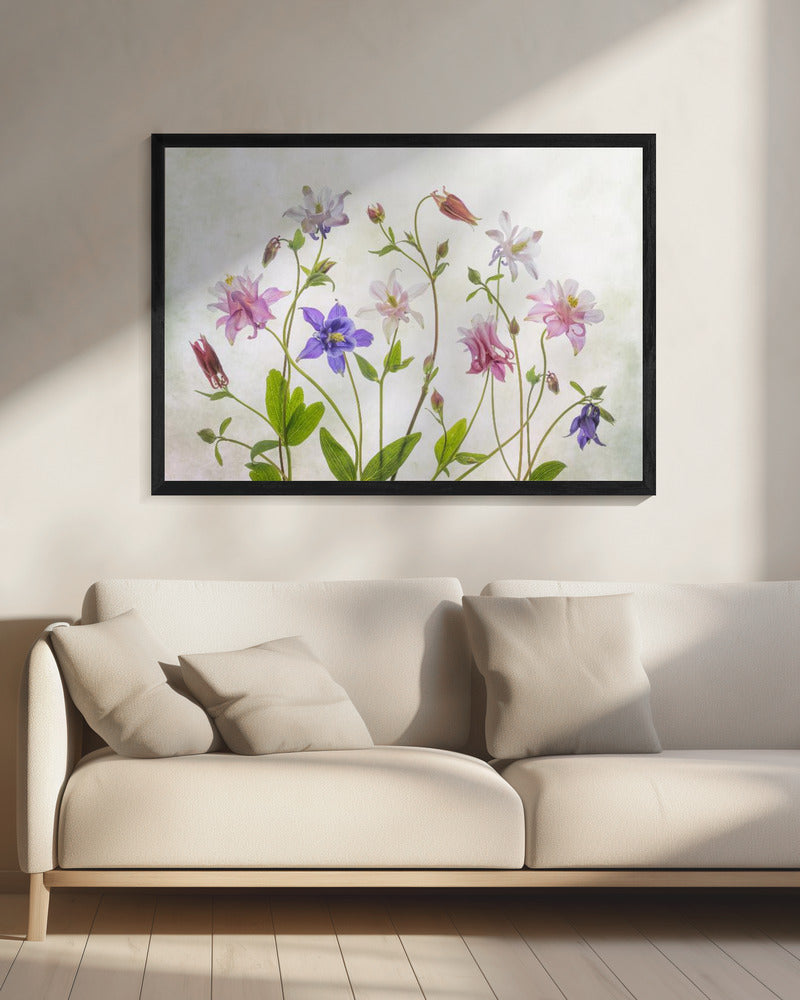 Columbine - Poster / Art Print - interiör