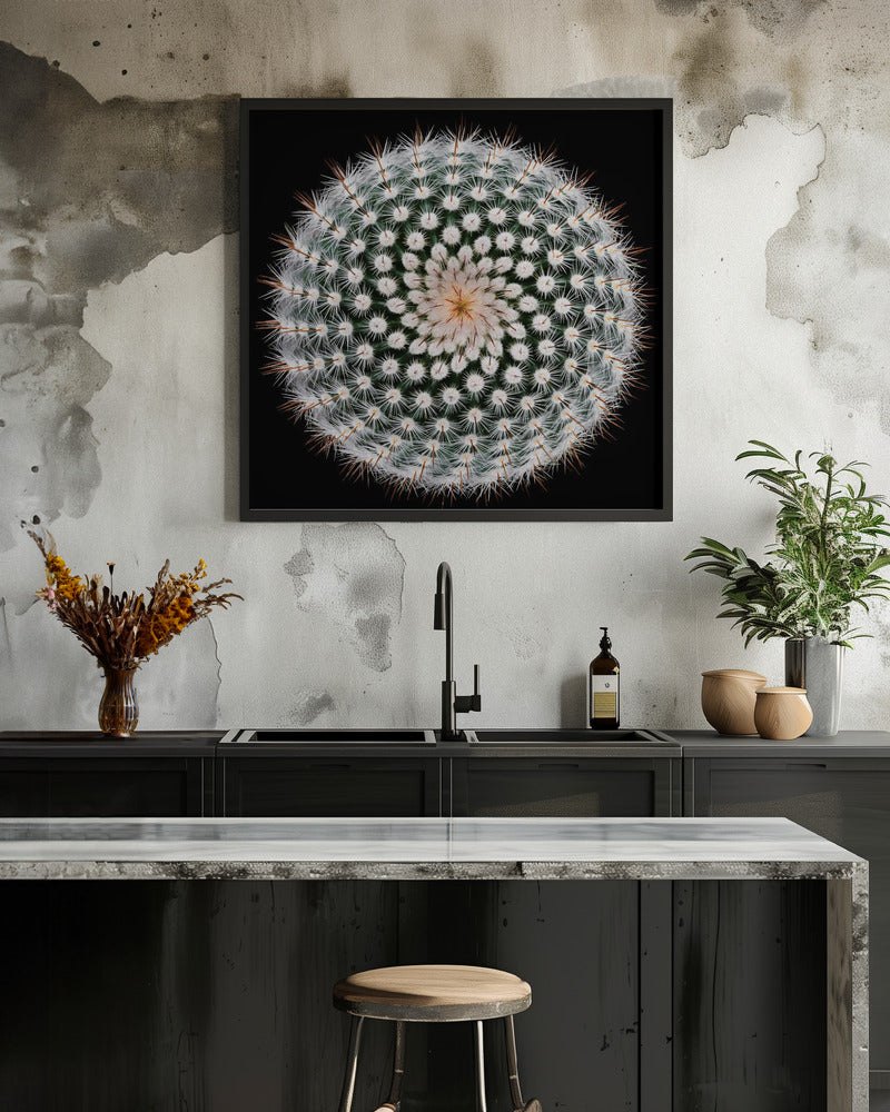 Notocactus scopa - Poster / Art Print - interiör
