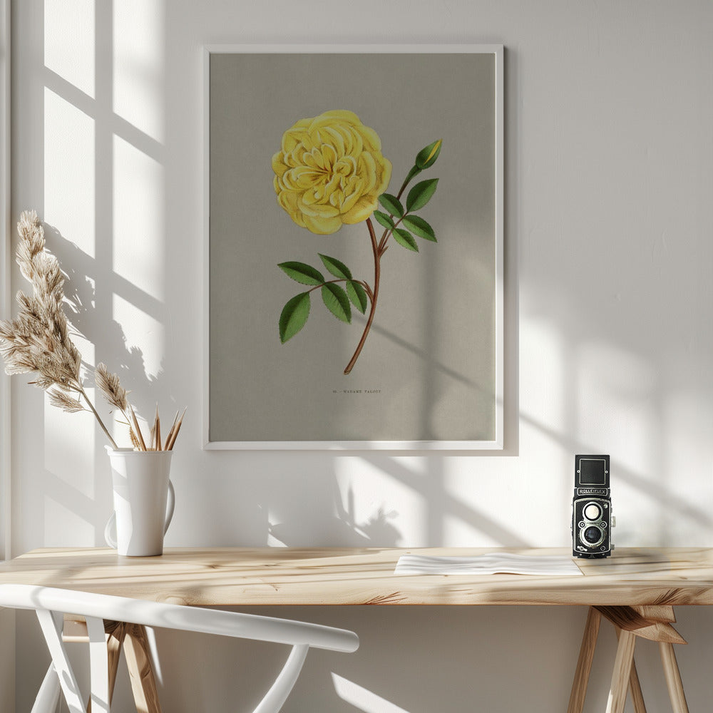 Rose Madame Falcot - Poster / Art Print - interiör