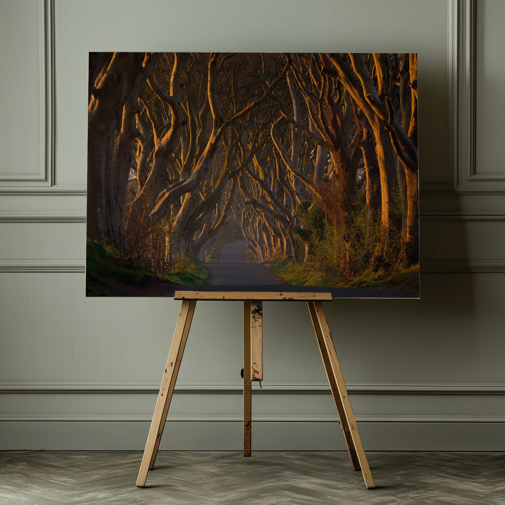 The Dark Hedges in the Morning Sunshine - Poster / Art Print - interiör