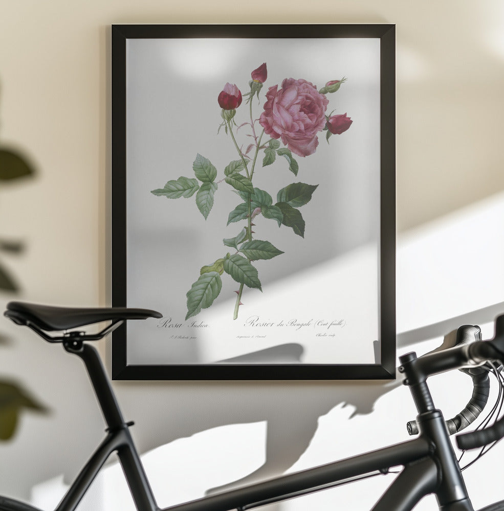 Provence Rose, Les Roses (1817–1824) - Poster / Art Print - interiör