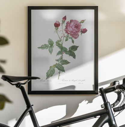 Provence Rose, Les Roses (1817–1824) - Poster / Art Print - interiör