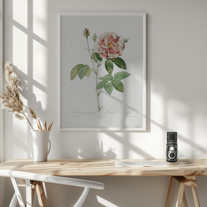 Rosa Gallica (1817–1824), Les Rose - Poster / Art Print - interiör