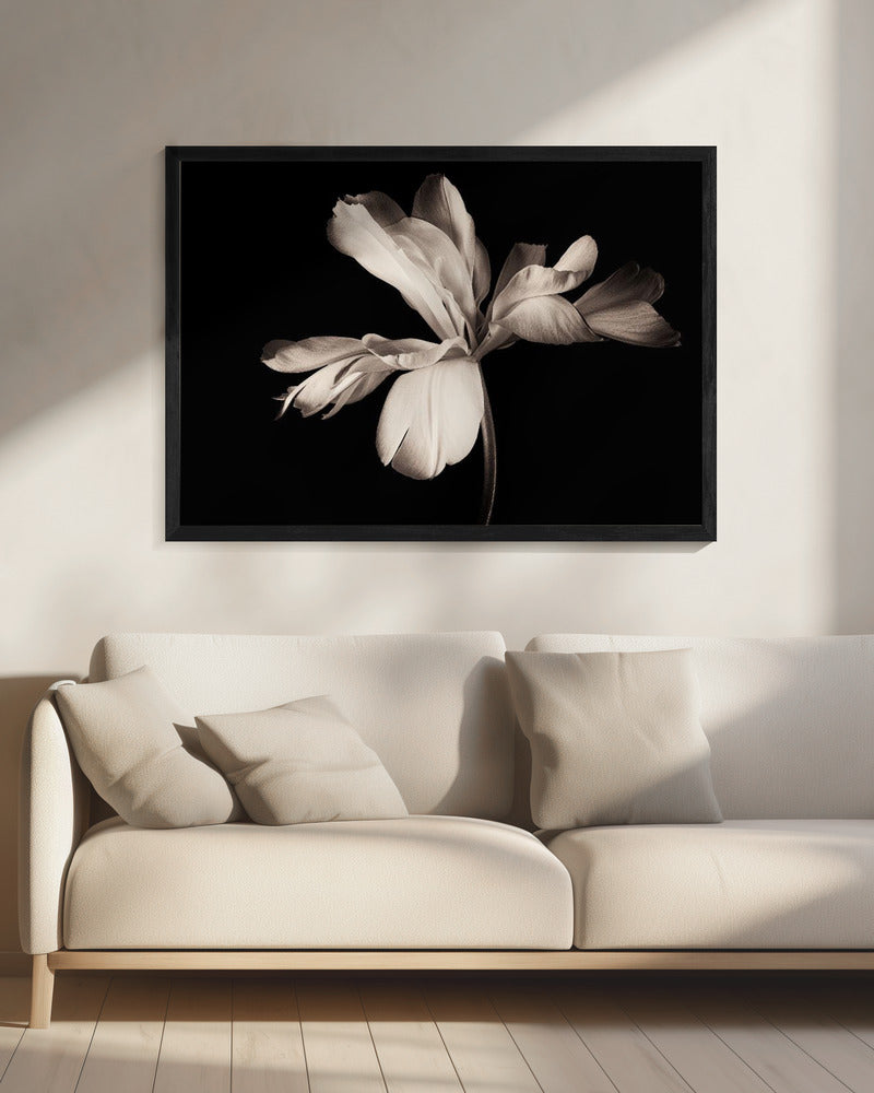 Tulip Exotic Emperor - Poster / Art Print - interiör
