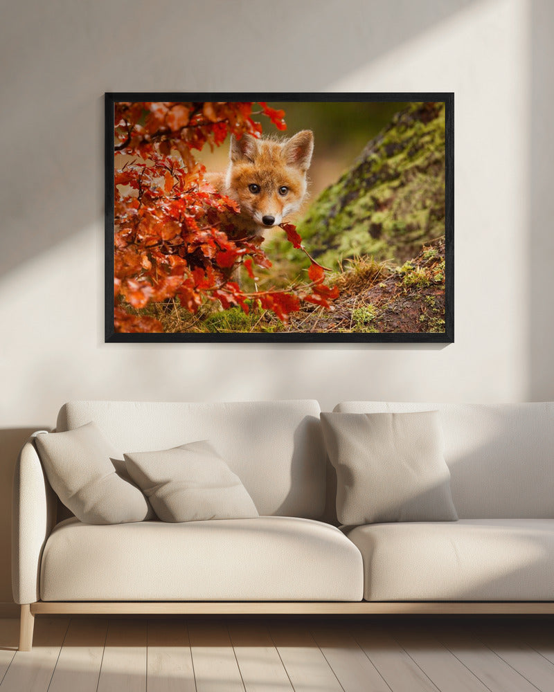 Fox - Poster / Art Print - interiör