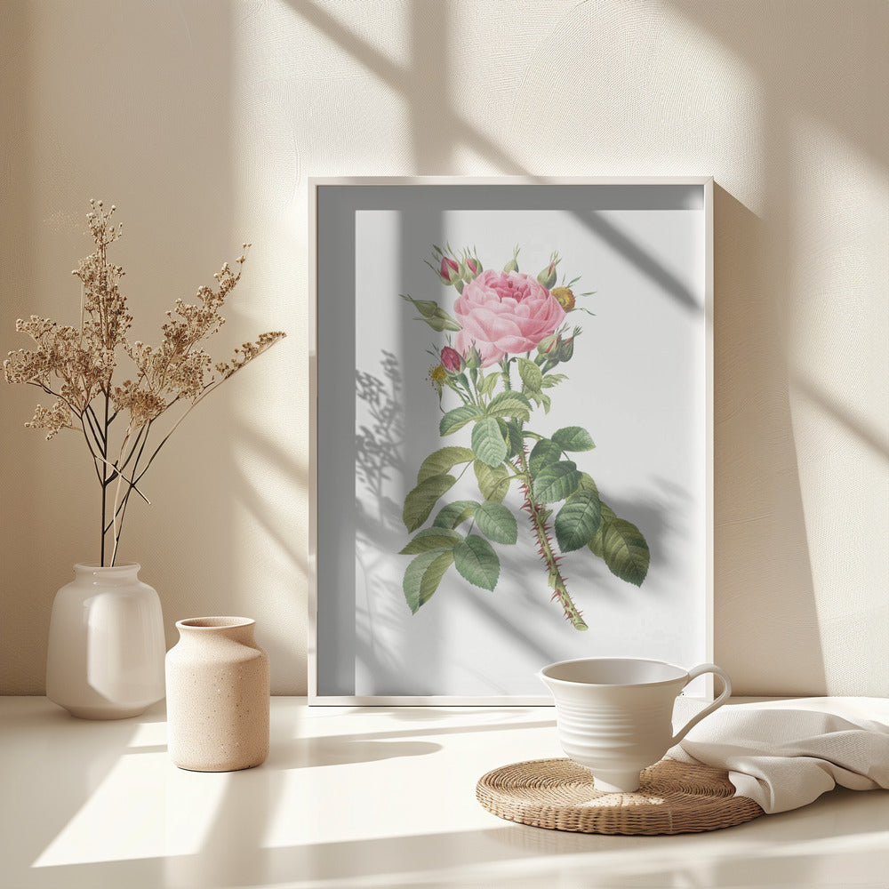 Rosa Bifera Macrocarpa, Les Roses (1817–1824) - Poster / Art Print - interiör