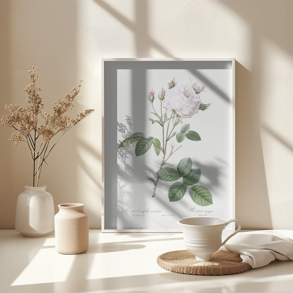Cabbage Rose White Provence, Les Roses (1817–1824) - Poster / Art Print - interiör