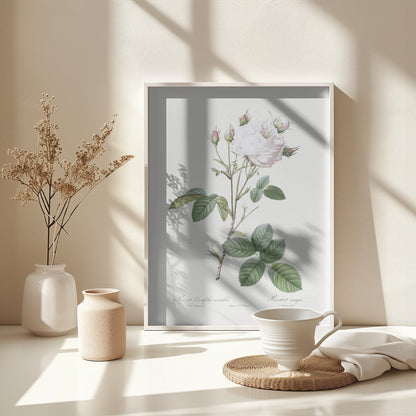 Cabbage Rose White Provence, Les Roses (1817–1824) - Poster / Art Print - interiör