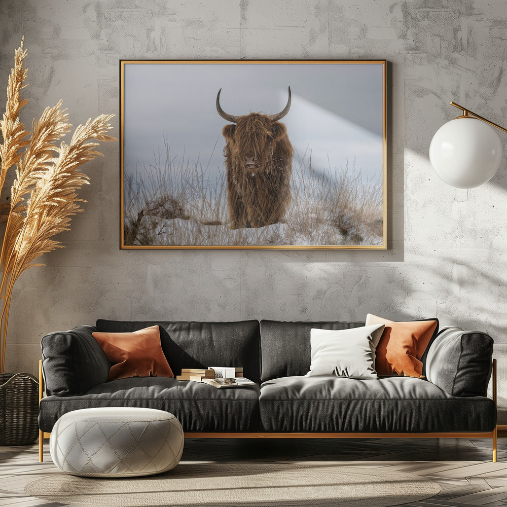 Highlander in Snow - Poster / Art Print - interiör