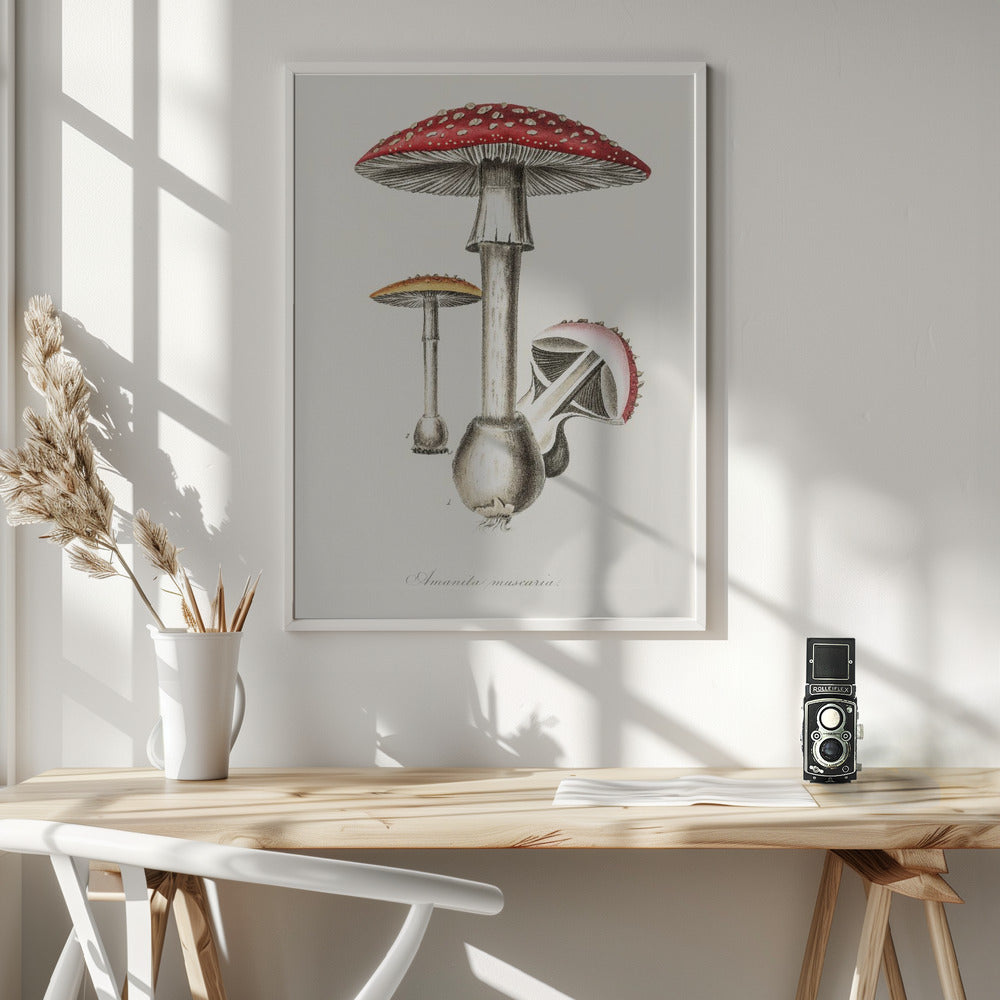Amanita Muscaria Illustration. Medical Botany 1836 - Poster / Art Print - interiör