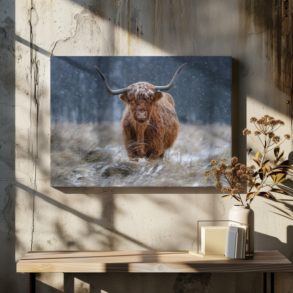 Snowy Highland cow - Poster / Art Print - interiör