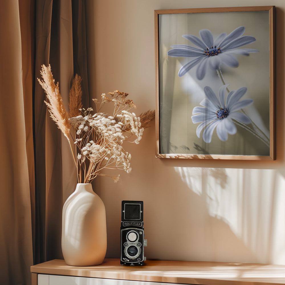 Cape daisies - Poster / Art Print - interiör