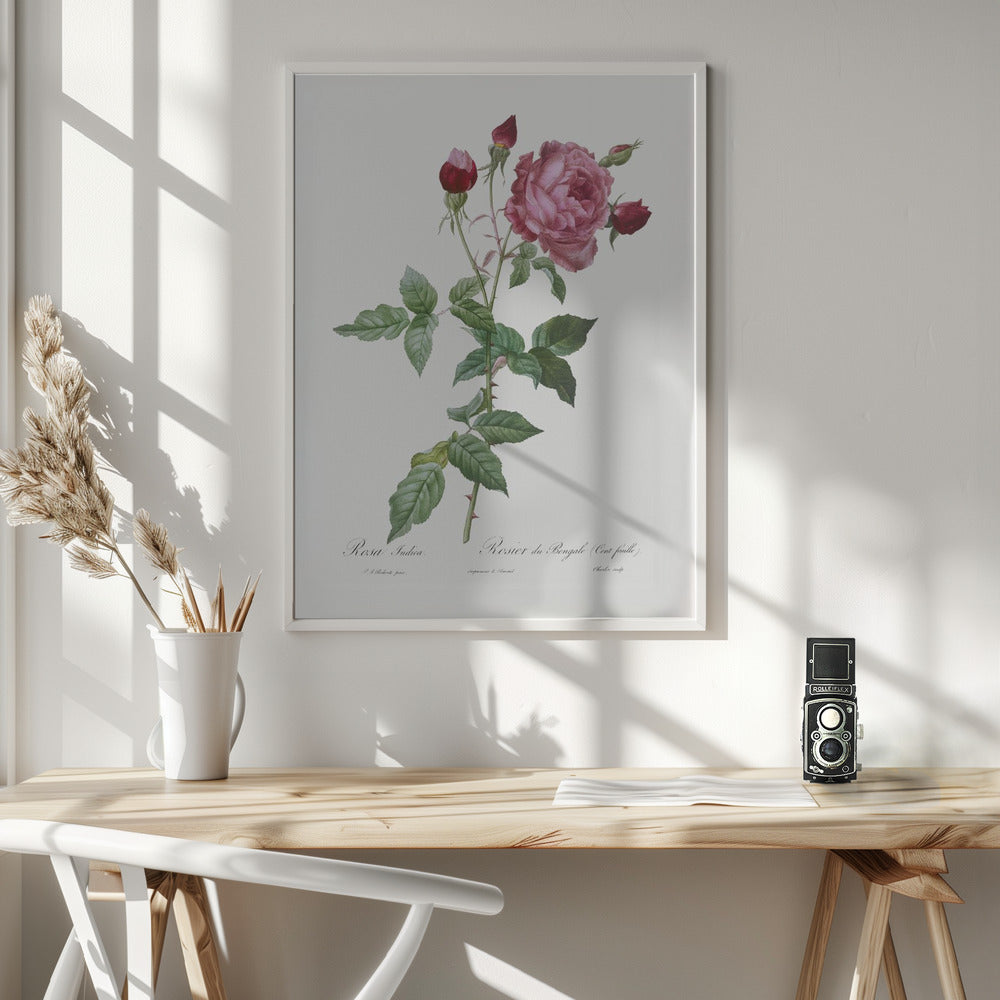 Provence Rose, Les Roses (1817–1824) - Poster / Art Print - interiör