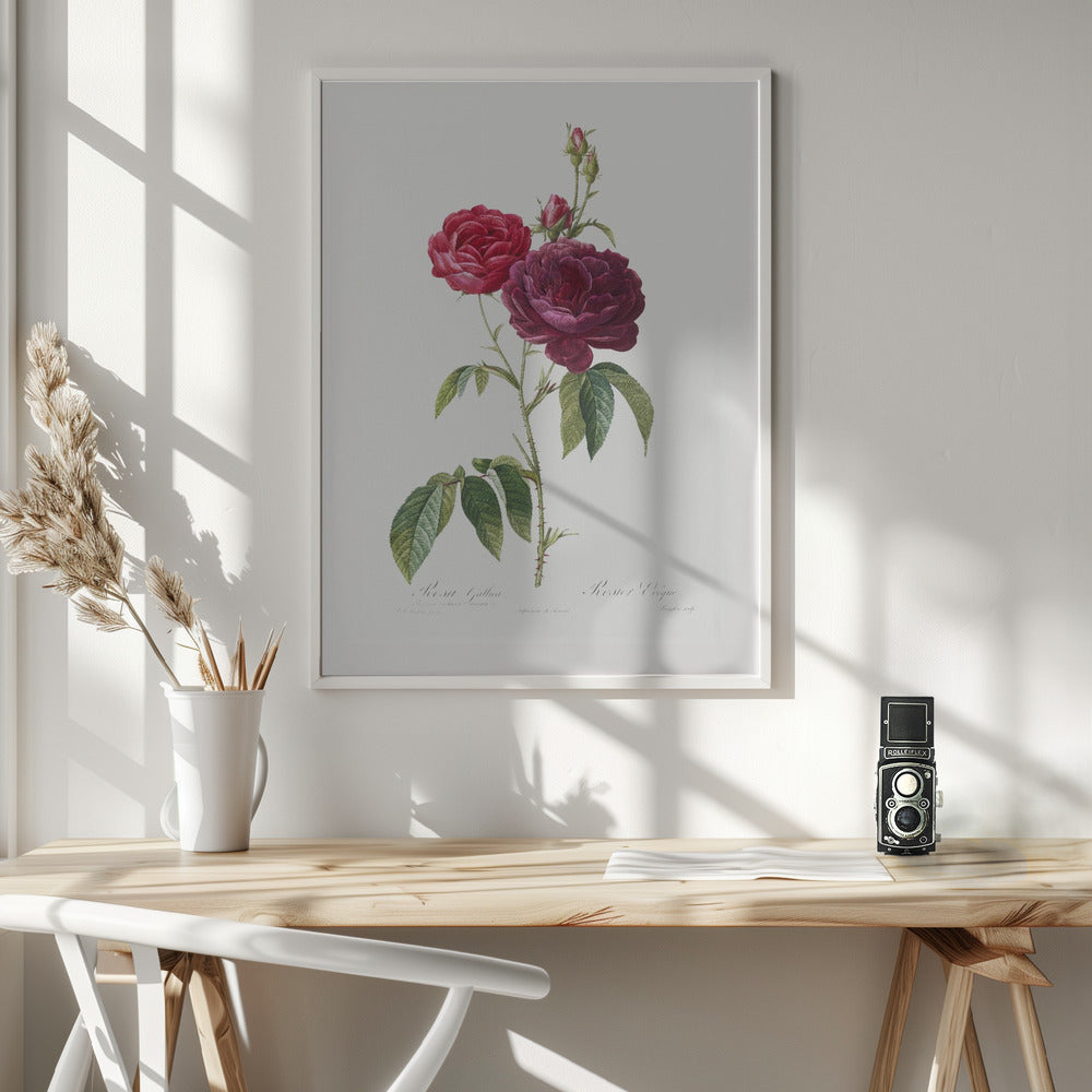 Purple French Rose, Les Roses (1817–1824) - Poster / Art Print - interiör