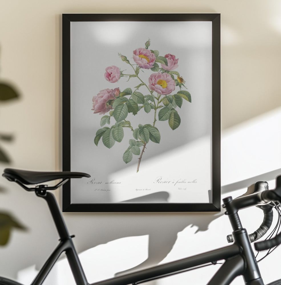 Semi Double Variety of Tomentose Rose, Les Roses (1817–1824) - Poster / Art Print - interiör
