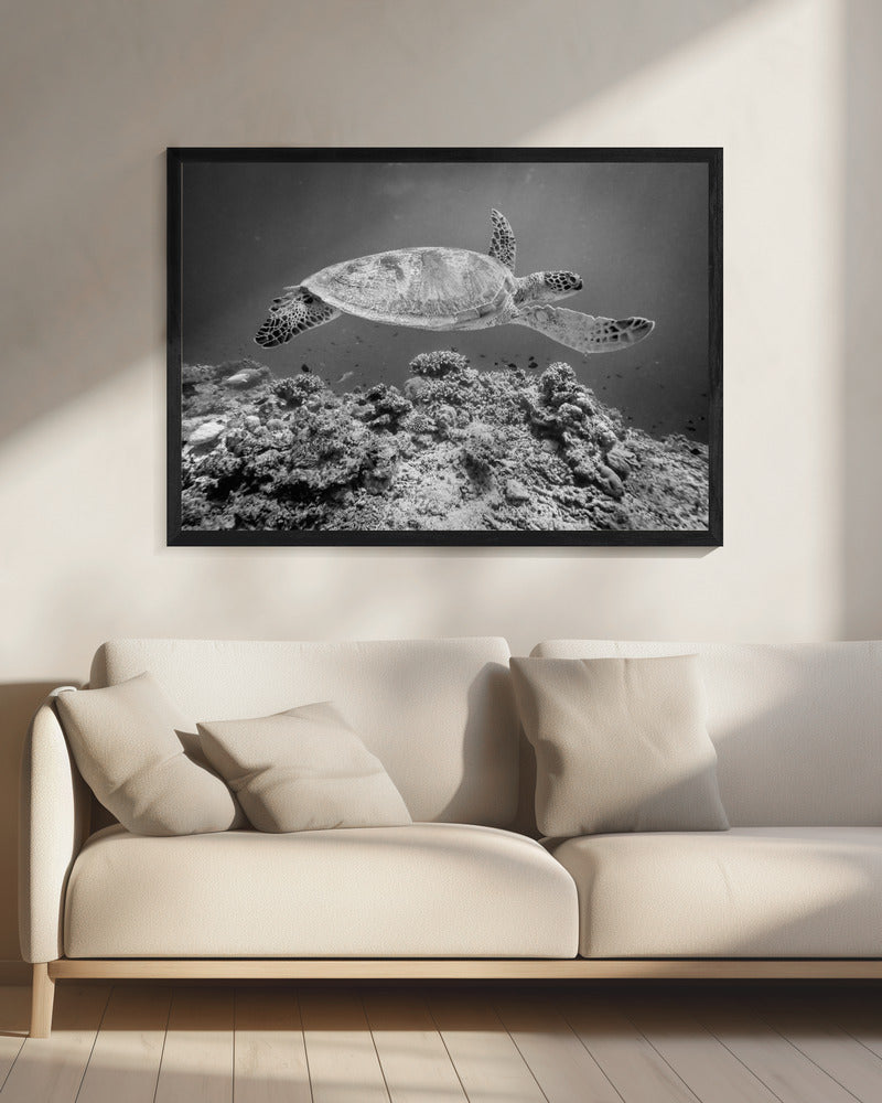 Sea Turtle at Sipadan - Poster / Art Print - interiör