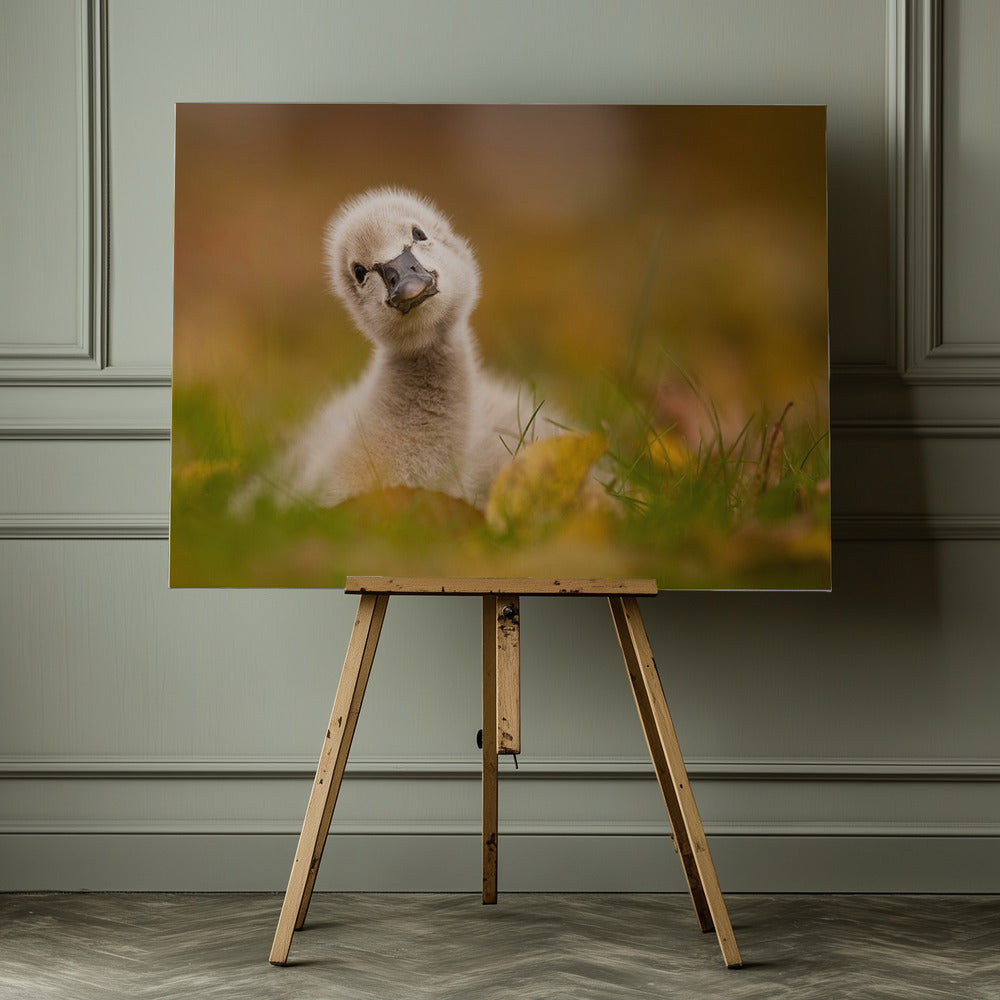 Black Swan Baby - Poster / Art Print - interiör
