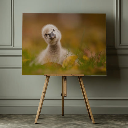 Black Swan Baby - Poster / Art Print - interiör