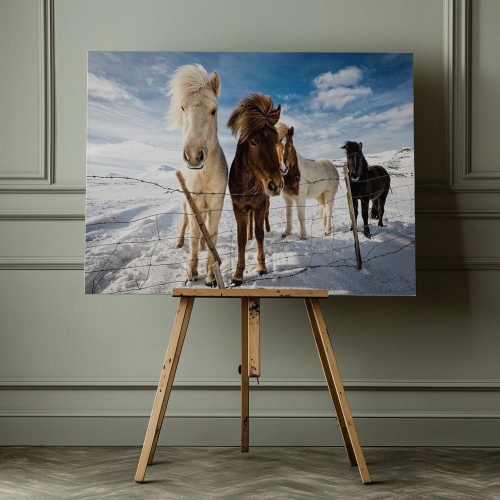 Icelandic Hair Style - Poster / Art Print - interiör