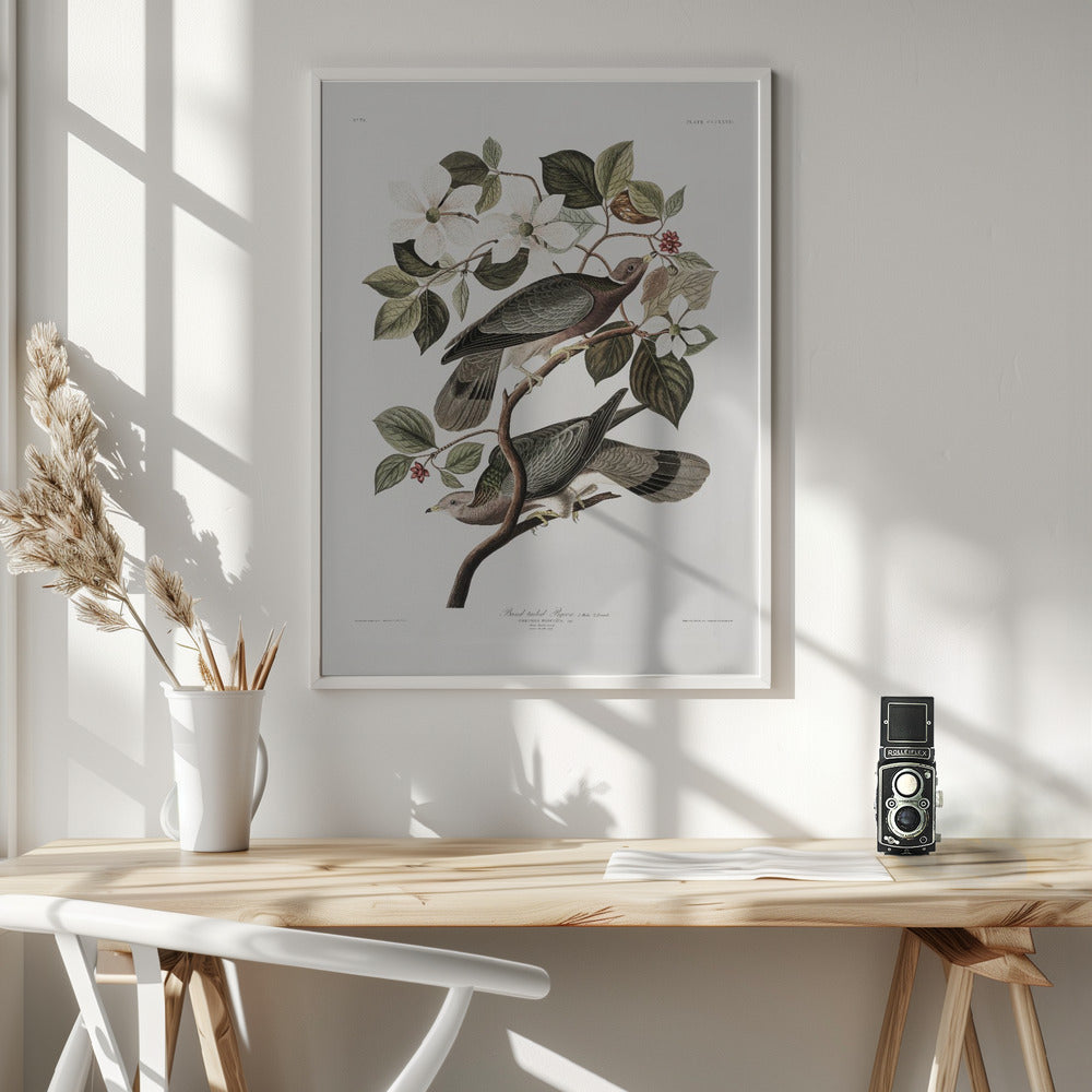 Brand Tailed Pigeon From Birds Of America (1827) - Poster / Art Print - interiör