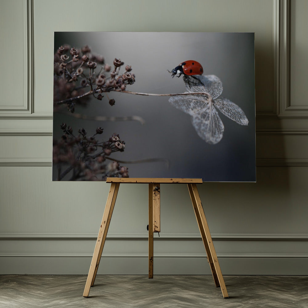 Ladybird on hydrangea. - Poster / Art Print - interiör