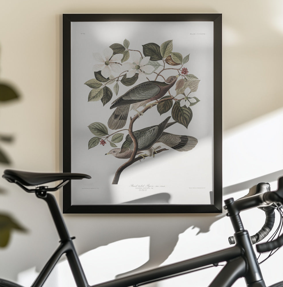 Brand Tailed Pigeon From Birds Of America (1827) - Poster / Art Print - interiör