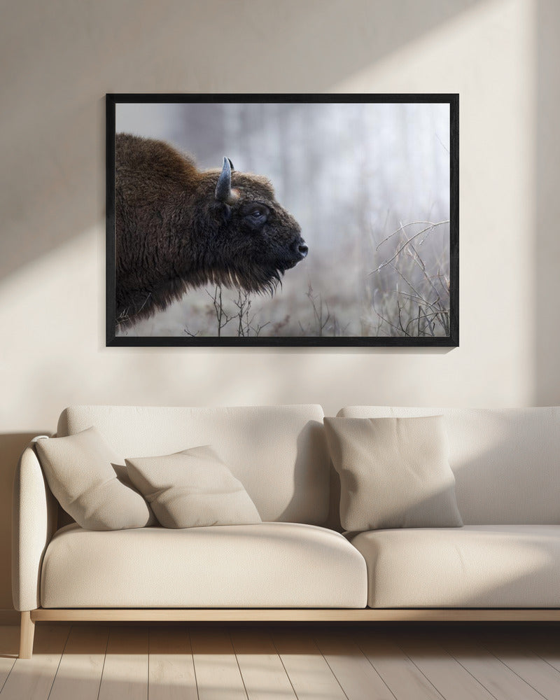 Bison's profile - Poster / Art Print - interiör