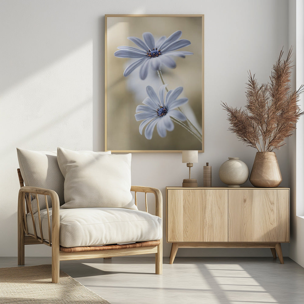 Cape daisies - Poster / Art Print - interiör