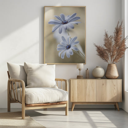 Cape daisies - Poster / Art Print - interiör