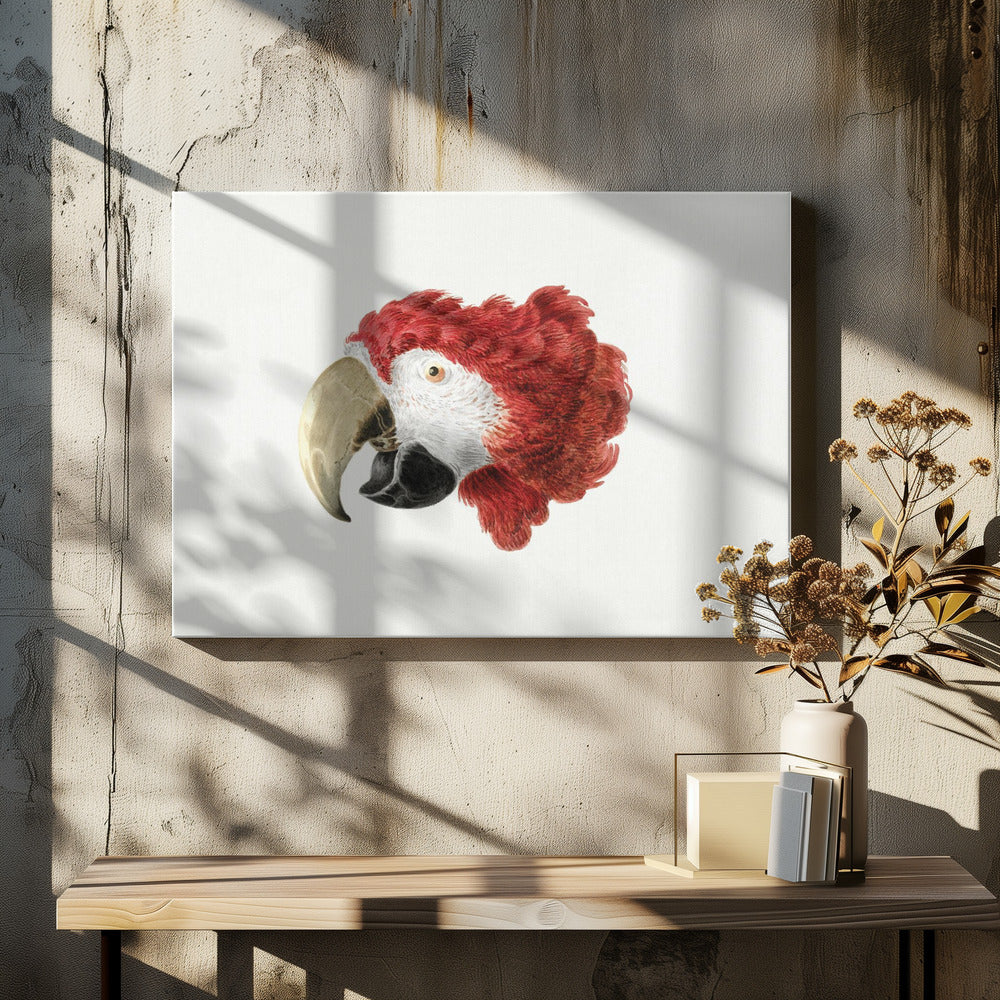 Macaw - Poster / Art Print - interiör