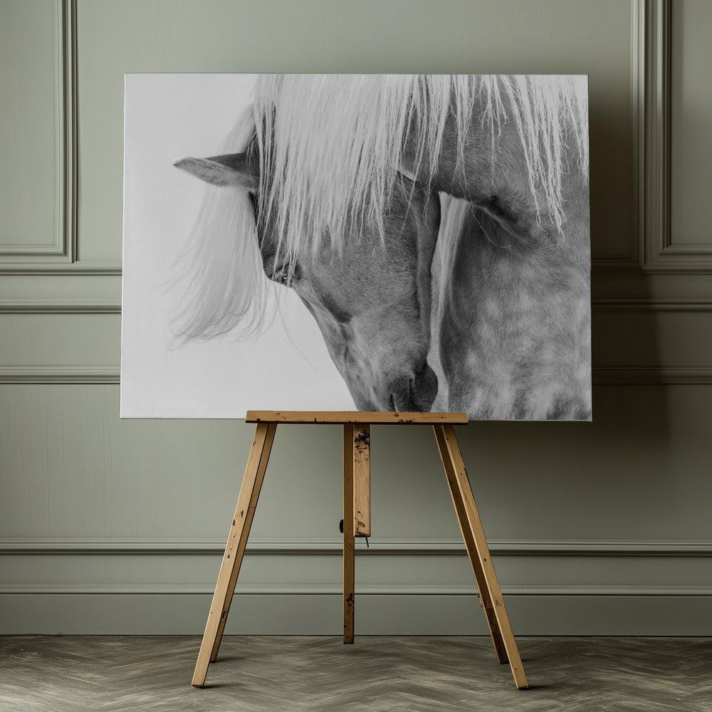 Halflinger Portrait - Poster / Art Print - interiör