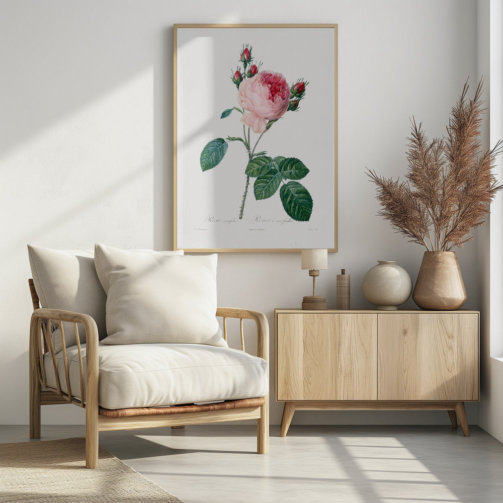 Rosier a Cent Feuilles, From Les Roses - Poster / Art Print - interiör