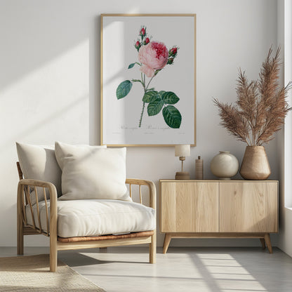Rosier a Cent Feuilles, From Les Roses - Poster / Art Print - interiör