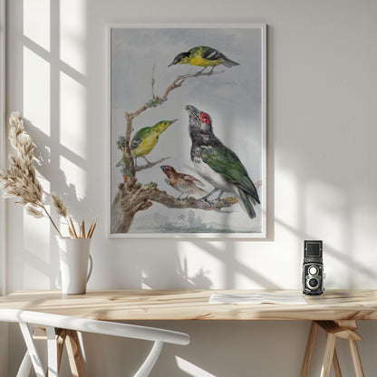 Four Different Birds On a Branch - Poster / Art Print - interiör