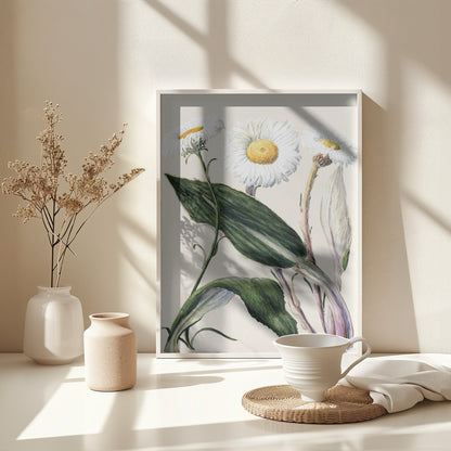 New Zealand Mountain Daisies Drawn By Sarah Featon (1848–1927 - Poster / Art Print - interiör