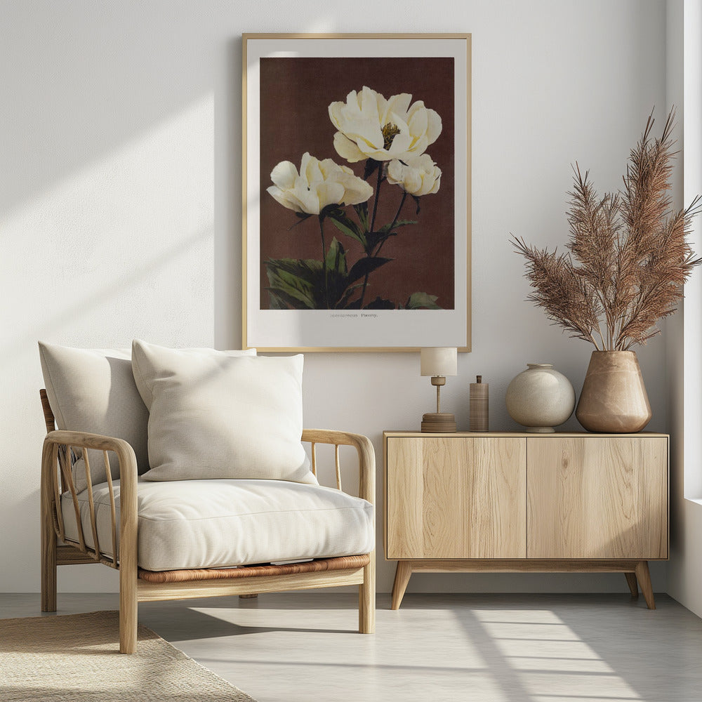 Hærdaceous Peony - Poster / Art Print - interiör