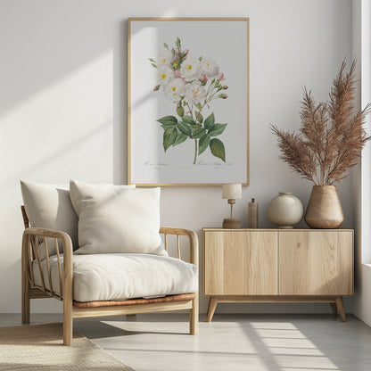 Rosa × Noisettiana, Les Roses (1817–1824) - Poster / Art Print - interiör