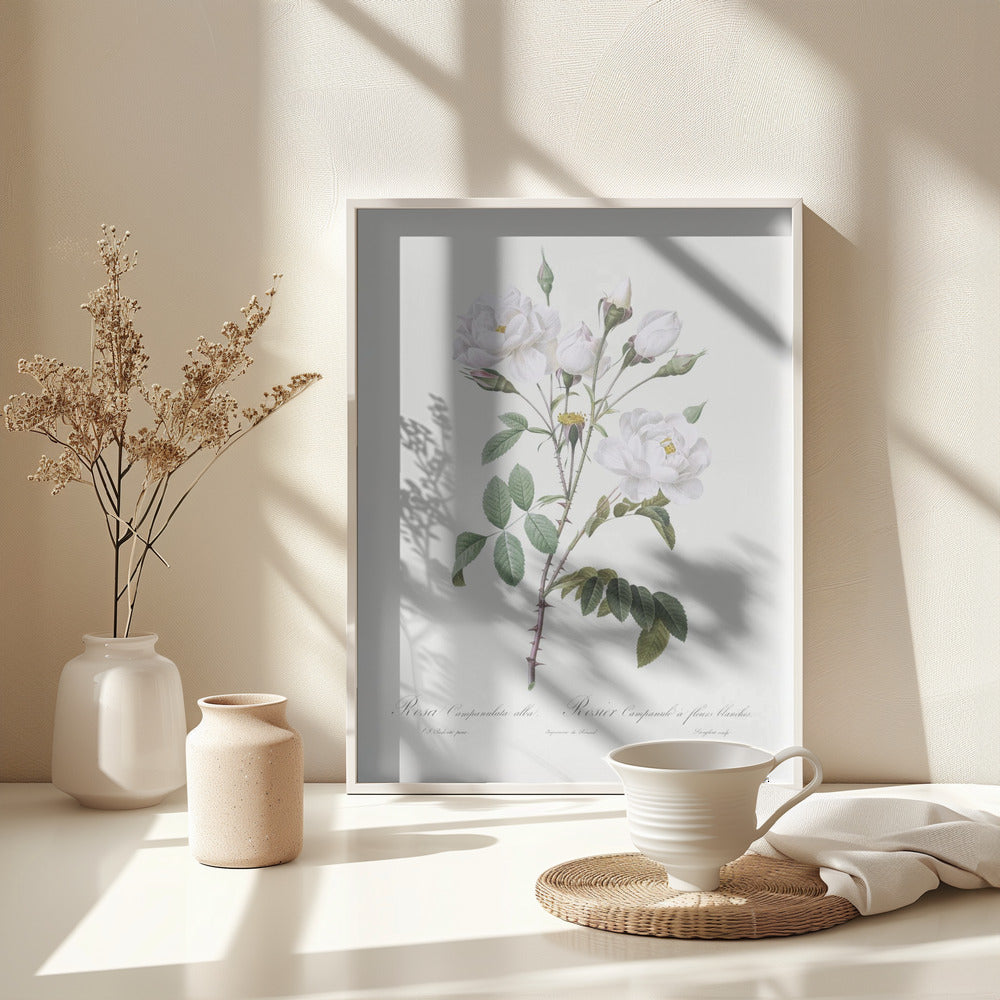 Rosa Gallica Pontiana, Les Roses (1817–1824) - Poster / Art Print - interiör