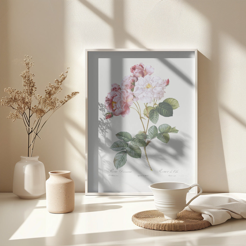 Rosebush, Les Roses (1817–1824) - Poster / Art Print - interiör