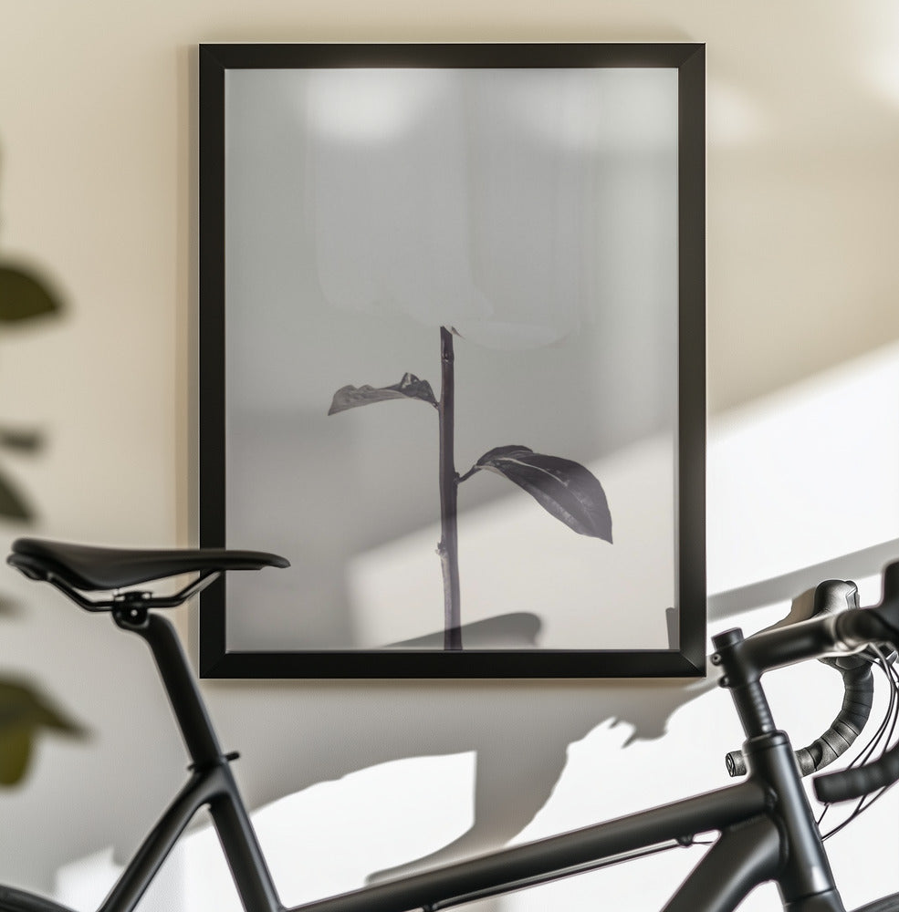 Peony 18 - Poster / Art Print - interiör