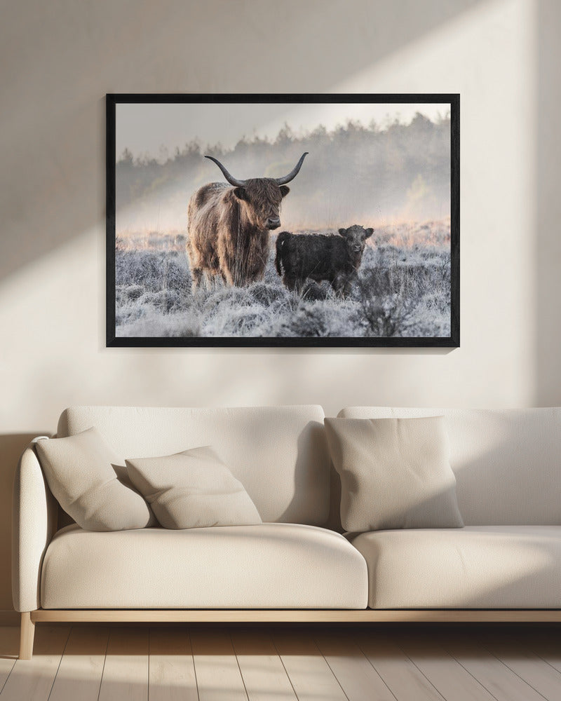 Highlander and Calf - Poster / Art Print - interiör