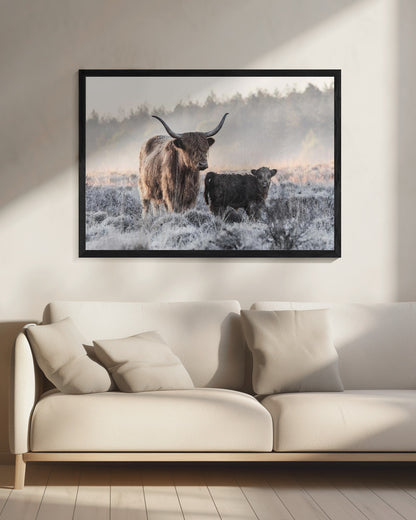 Highlander and Calf - Poster / Art Print - interiör