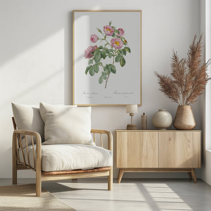 Semi Double Variety of Tomentose Rose, Les Roses (1817–1824) - Poster / Art Print - interiör