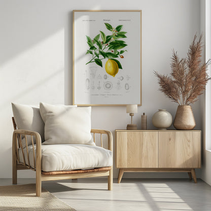 Lemon (citrus Limonium) - Poster / Art Print - interiör
