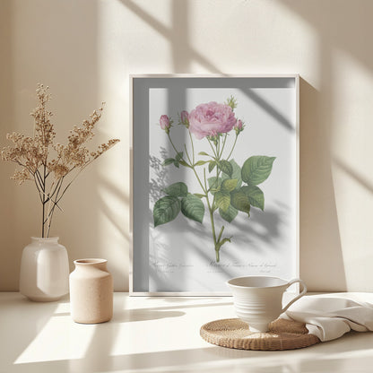 Rosa Gallica Granules, Les Roses (1817–1824) - Poster / Art Print - interiör