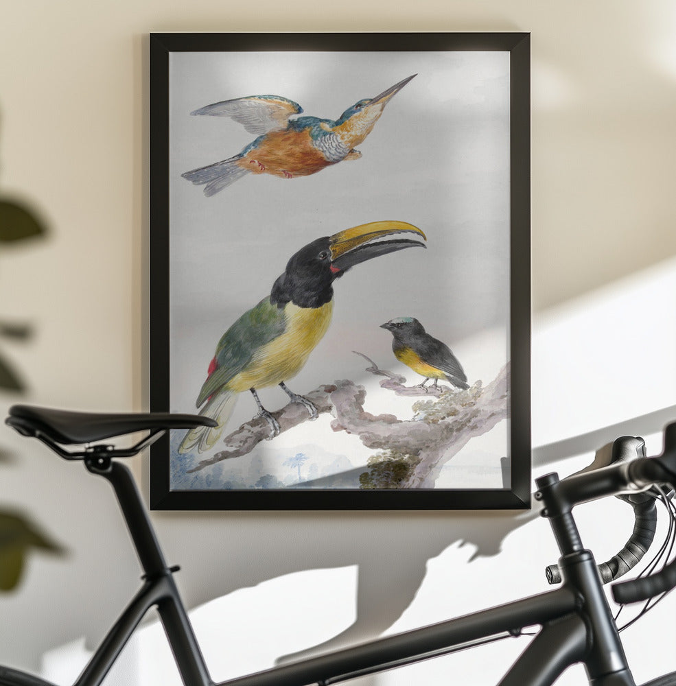 Three Birds  a Kingfisher, a Prince Von Wied's Toucan and an Sparrow - Poster / Art Print - interiör