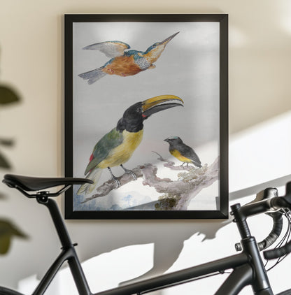 Three Birds  a Kingfisher, a Prince Von Wied's Toucan and an Sparrow - Poster / Art Print - interiör