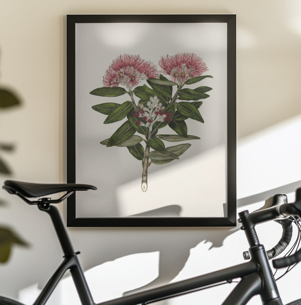Pohutukawa   Metrosideros Tomentosa Drawn By Sarah Featon (1848–1927) - Poster / Art Print - interiör