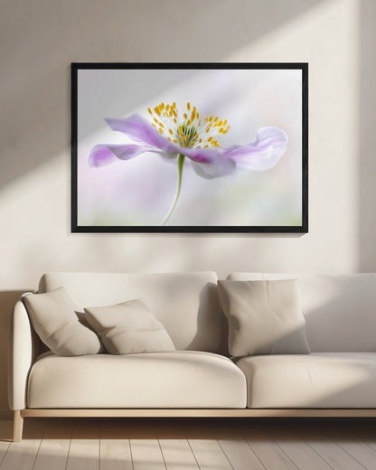 Wood Anemone - Poster / Art Print - interiör