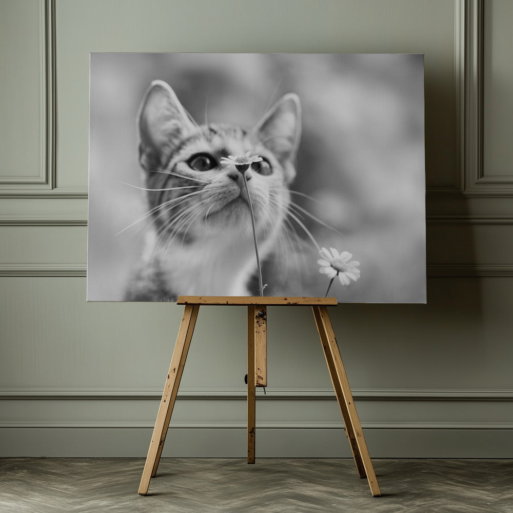 Curious - Poster / Art Print - interiör